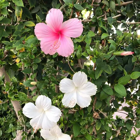 Oceanfront In Private - Next To The Apartamento